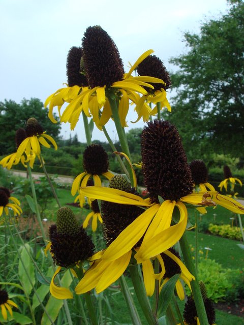 Rudbeckia maxima fleur